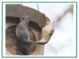 Bourne Conservation